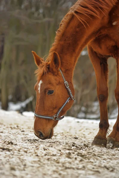 Une photo en gros plan d'un cheval brun . — Photo