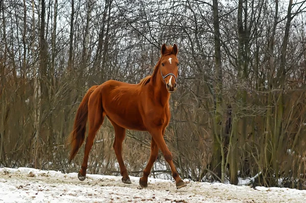 Uma foto de close-up de um cavalo marrom . — Fotografia de Stock