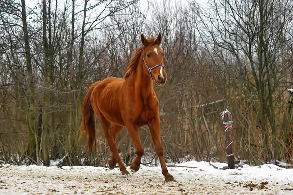 Крупный план коричневой лошади . — стоковое фото