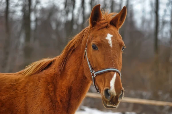 Una foto de cerca de un caballo marrón . — Foto de Stock