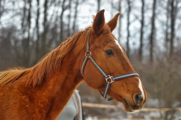 Una foto ravvicinata di un cavallo bruno . — Foto Stock