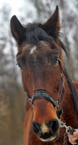 Une photo en gros plan d'un cheval brun . — Photo