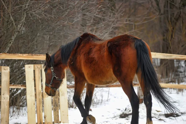 A close-up photo of a brown horse. — Stock Photo, Image