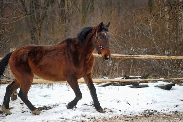 Een close-up foto van een bruine paard. — Stockfoto