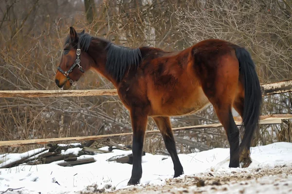 Une photo en gros plan d'un cheval brun . — Photo