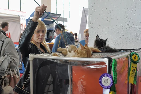 Salon international des chats — Photo