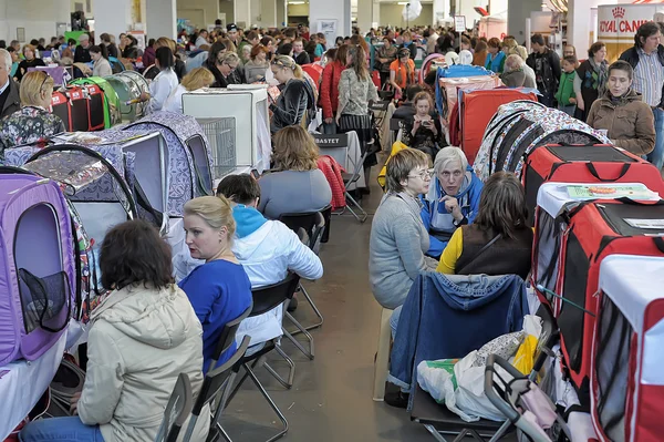 Nemzetközi kiállítás a macskák — Stock Fotó