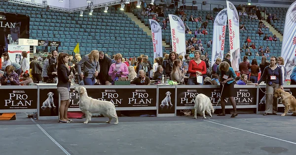 Международная выставка собак — стоковое фото