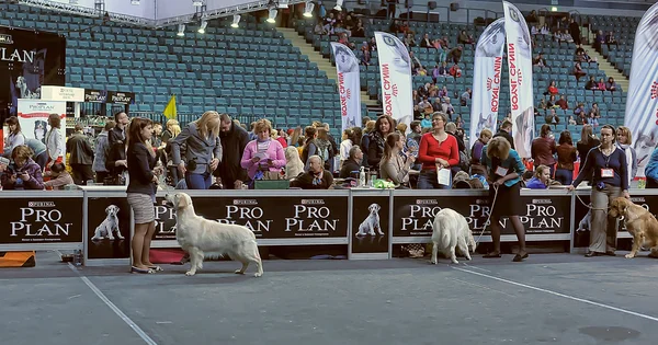 Internationale Hundeausstellung — Stockfoto