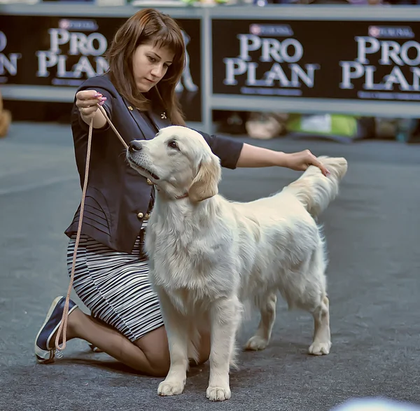 Exposición internacional de perros — Foto de Stock