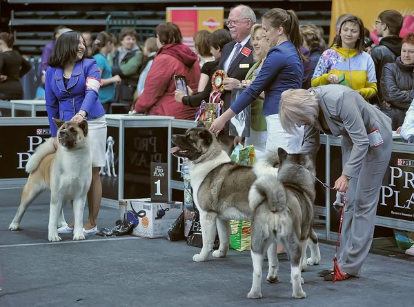 Internationale Hundeausstellung — Stockfoto