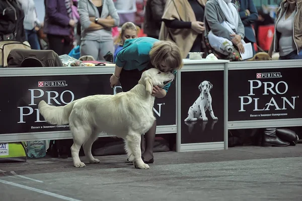 Exposição internacional de cães — Fotografia de Stock