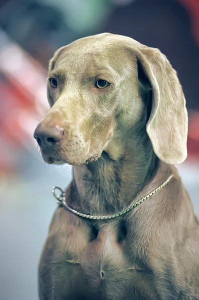 Um belo retrato da cabeça do cão Weimaraner — Fotografia de Stock