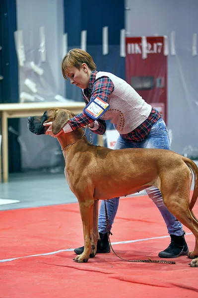 International Dog Show Spring Petersburg - 2014. — Stock Photo, Image