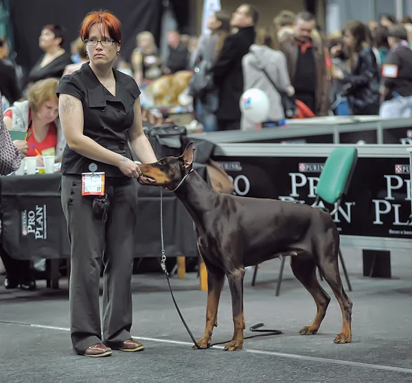 International Dog Show Spring Petersburg - 2014. — Stock Photo, Image
