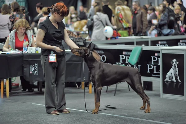 International Dog Show Spring Petersburg - 2014. — Stock Photo, Image