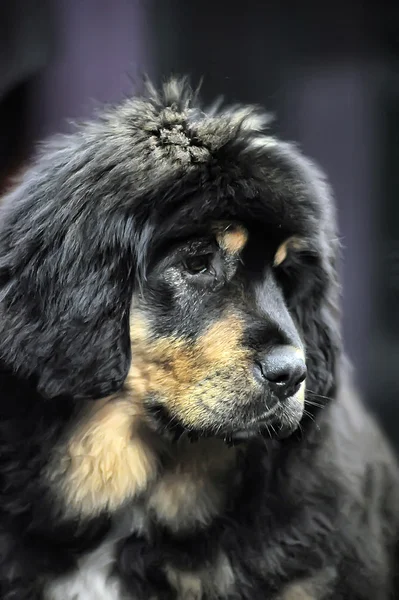 Тибетский щенок мастифа — стоковое фото