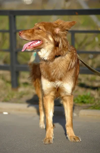 Pequeño perro rojo mestizo — Foto de Stock