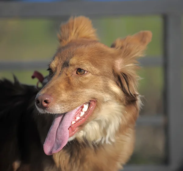 Kleine rode hond kruising — Stockfoto