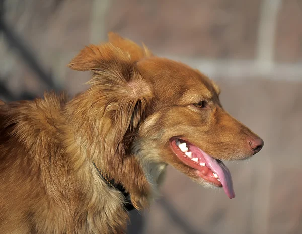 Pequeno cruzamento cão vermelho — Fotografia de Stock