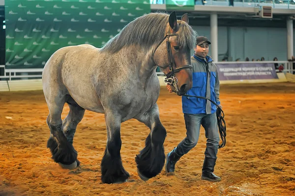 Exhibition breed horses — Stock Photo, Image