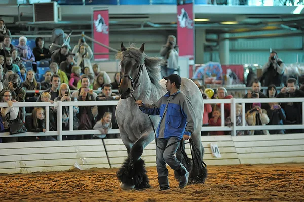 Tentoonstelling ras paarden — Stockfoto