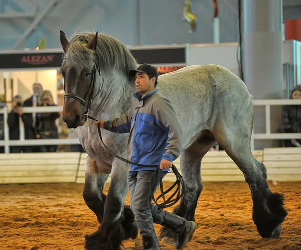 Exhibition breed horses — Stock Photo, Image