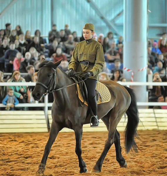 Exposição raça cavalos — Fotografia de Stock