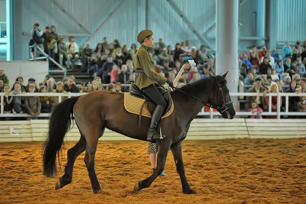 Exhibition breed horses — Stock Photo, Image