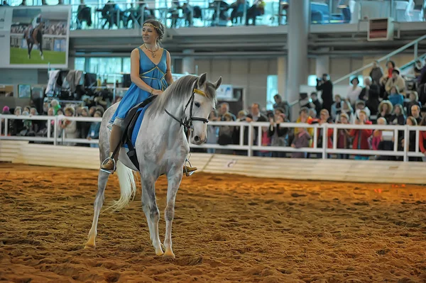 Exhibition breed horses — Stock Photo, Image