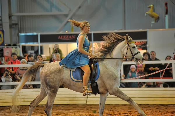 Exhibition breed horses — Stock Photo, Image