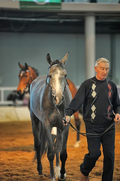 Utställningen rasen hästar — Stockfoto