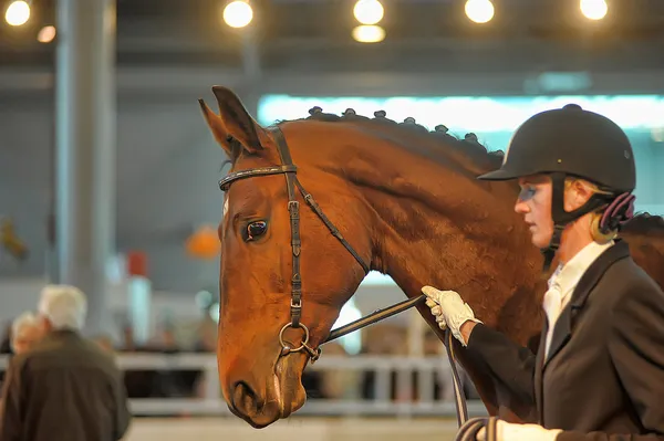 Exhibition breed horses — Stock Photo, Image