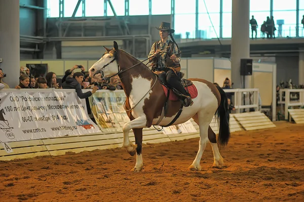 Exposición raza caballos — Foto de Stock