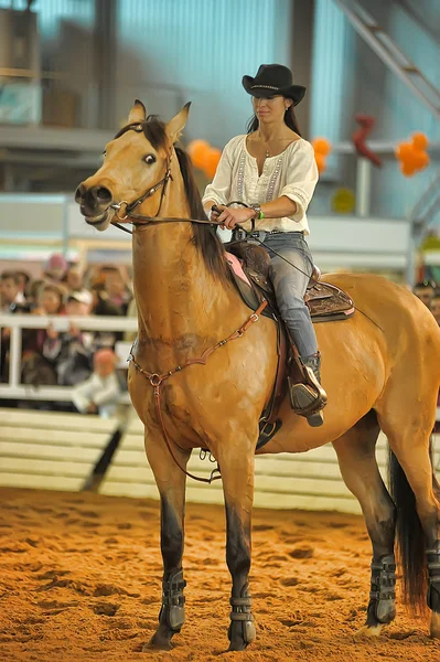 展覧会の品種馬 — ストック写真