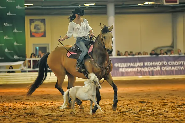 Wystawa rasy koni — Zdjęcie stockowe