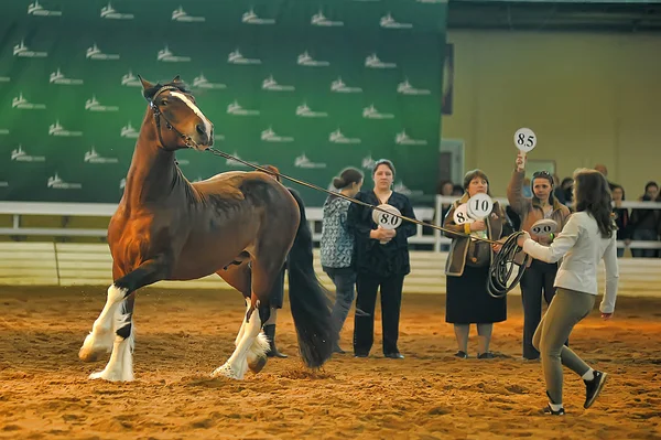 Exhibition breed horses — Stock Photo, Image