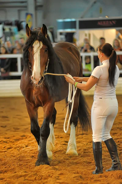 Exhibition breed horses — Stock Photo, Image