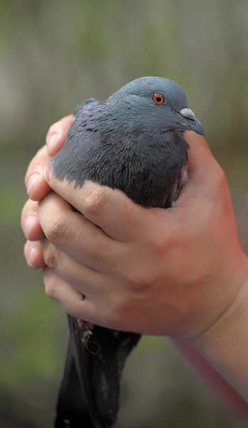 Uma vista próxima de um pombo segurado na mão — Fotografia de Stock