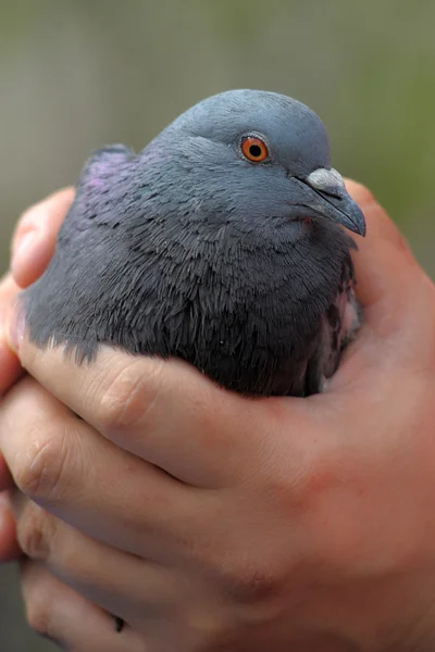 Eine Taube aus der Nähe in der Hand — Stockfoto