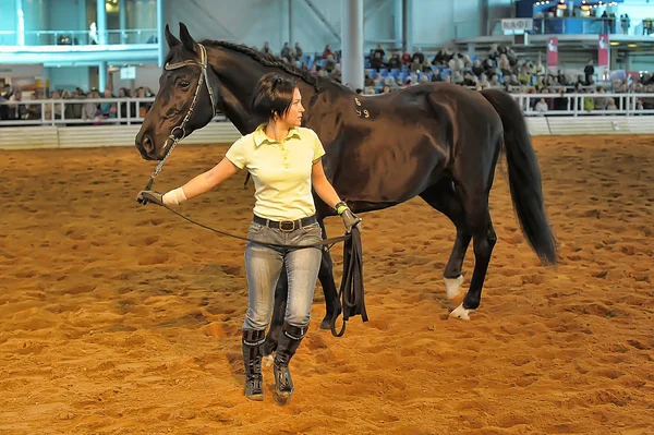 Exposición raza caballos — Foto de Stock