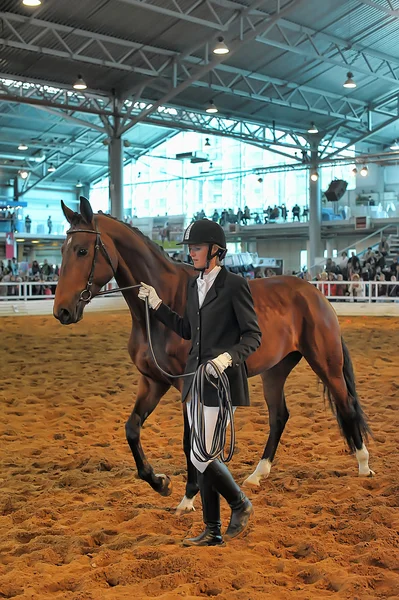 Exposición raza caballos —  Fotos de Stock