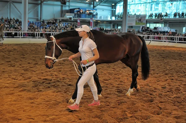 Exposição raça cavalos — Fotografia de Stock