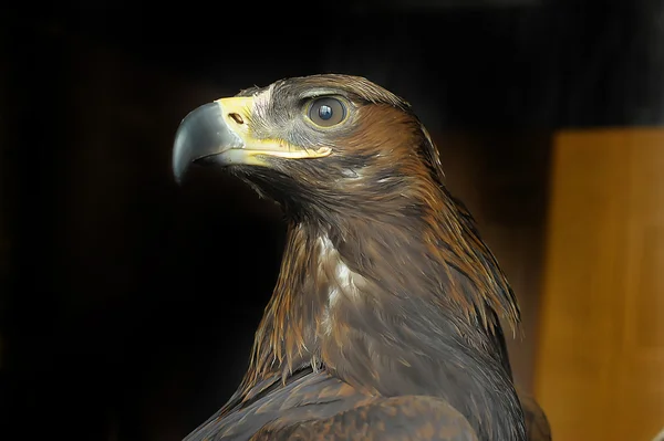 Eagle op een zwarte achtergrond — Stockfoto