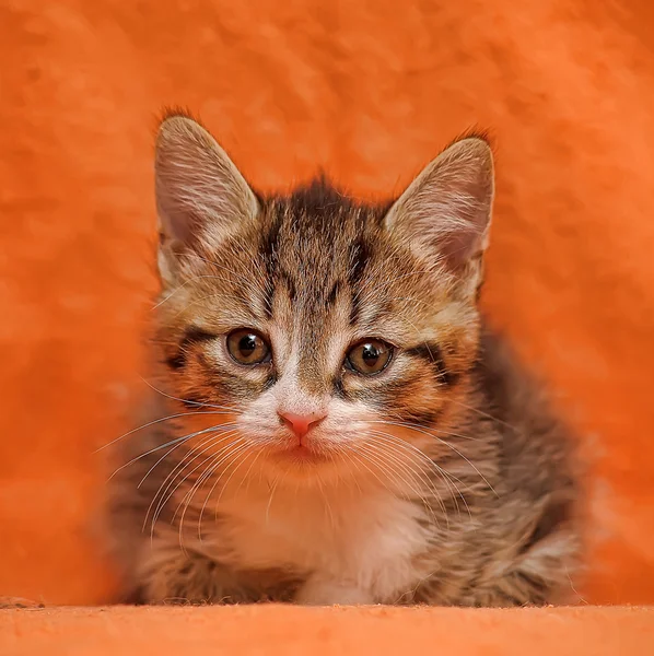 Turuncu zemin üzerine Tabby yavru kedi — Stok fotoğraf