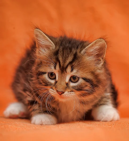 橘黄色的背景上的斑纹猫 — 图库照片
