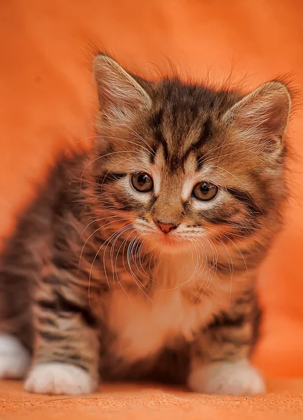 Tabby котенок на оранжевом фоне — стоковое фото