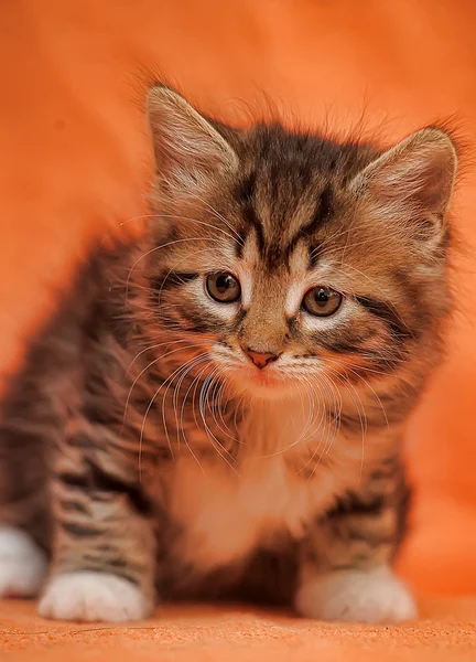 Tabby Kitten auf orangefarbenem Hintergrund — Stockfoto