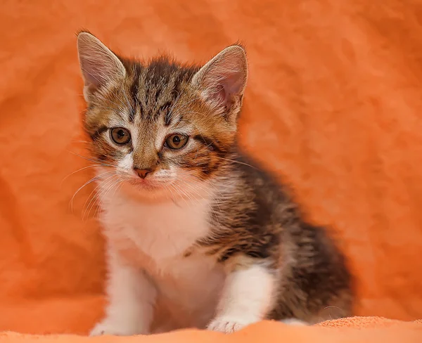 Tabby kitten op oranje achtergrond — Stockfoto