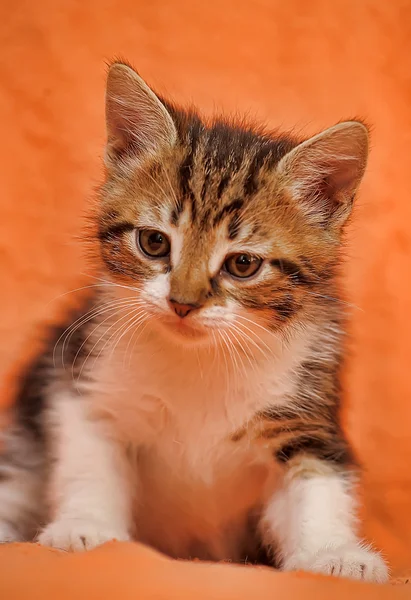 Gattino da tavolo su sfondo arancione — Foto Stock